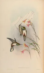 Oreotrochilus estella